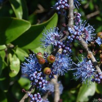 Memecylon umbellatum Burm.f.